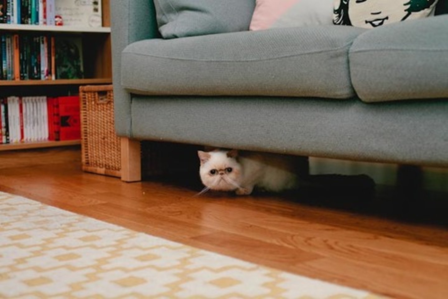 <p>under the sofa, under the chimney, under the sofa there is a cat</p>