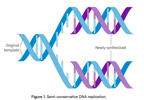 <p>Each new double stranded DNA has 1 strand OG DNA strand + 1 strand new DNA</p><p></p><p>Occurs because each strand of OG DNA is a template for new DNA</p><p></p><p>Allows a high degree in accuracy when coping base sequences and stability in passing down code</p>