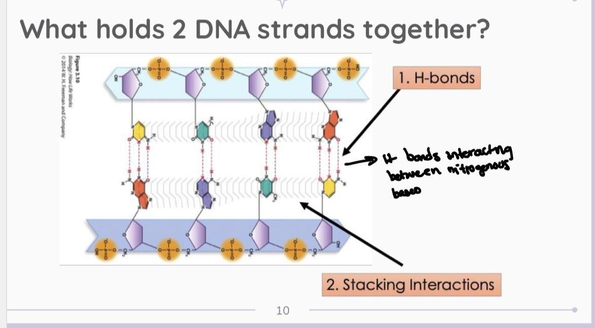 <ol><li><p>H-bonds → which are interacting between nitrogenous bases.</p></li><li><p>Stacking interactions</p></li></ol><p></p>
