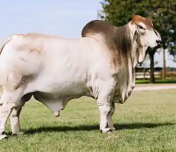 <p>mostly grey </p><p>large droopy ears </p><p>excess skin over the skin and dulap </p>