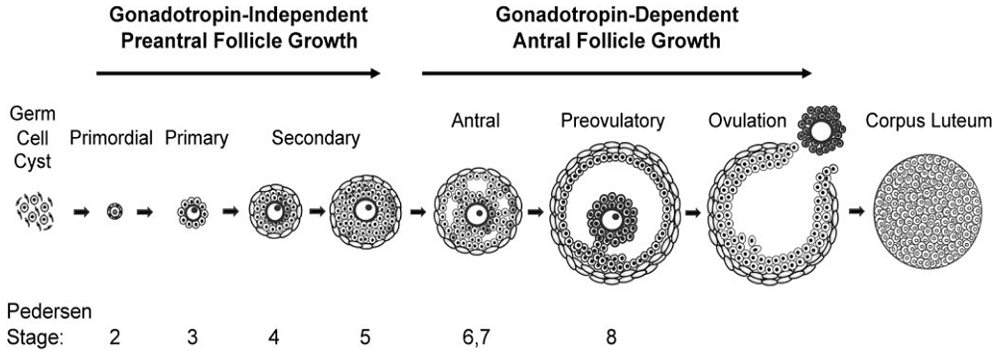 <ul><li><p><strong>Phase 1: </strong>Gonadotropin-independent (pre-antral) growth — early follicle development controlled mainly by genetic factors.</p></li><li><p><strong>Phase 2: </strong>Gonadotropin-dependent (antral) growth — follicle responds to hormones like FSH/LH.</p><ul><li><p><strong>Antrum: </strong>fluid-filled cavity inside the developing follicle containing nutrients and hormones that support follicle growth.</p></li></ul></li><li><p>Follicle stage is assessed by size, presence of the antrum, ovulation, and corpus luteum formation.</p></li></ul><p></p>