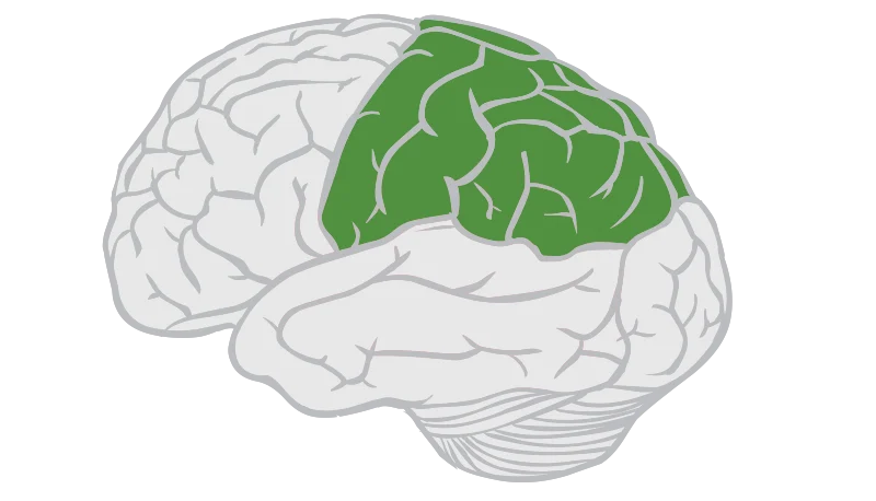<p>Located at top of brain and primarily responsible for processing sensory info from the body such as touch, temperature, and spatial recognition</p>