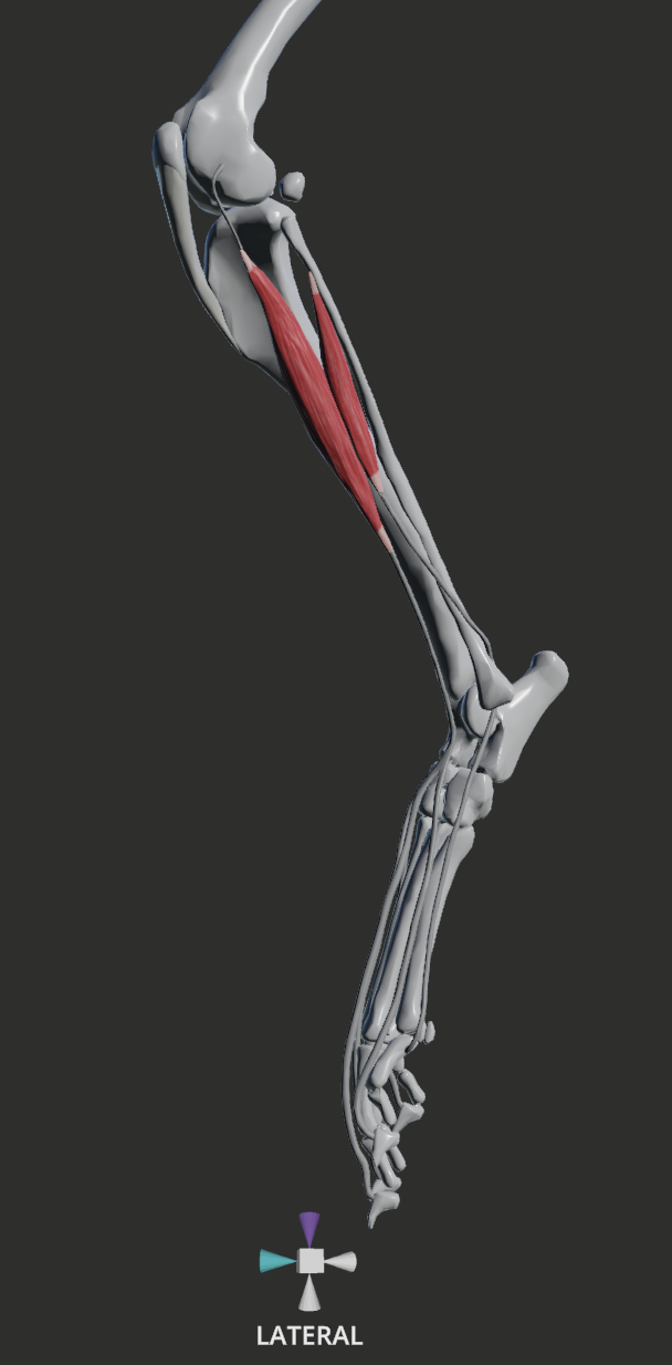 <p>LATERAL/CRANIAL</p><ol><li><p>long digital extensor</p></li><li><p>lateral digital extensor</p></li></ol><p></p>