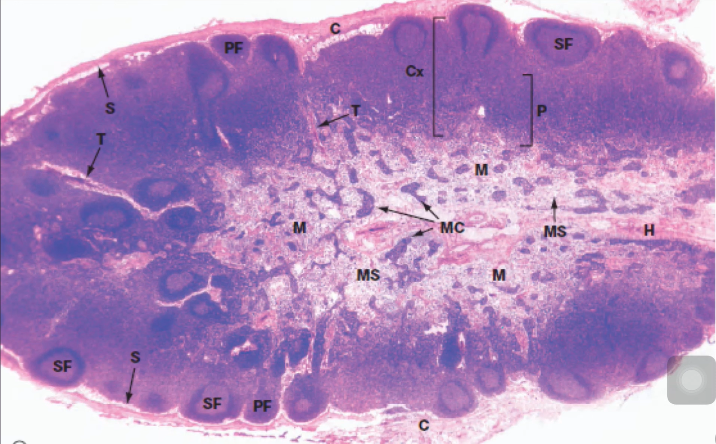 term image