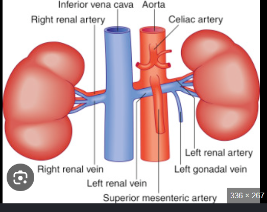 <p>Where does the right renal vein course from?<br>→ Right kidney</p><p>Where does the right renal vein enter the IVC?<br>→ Posterolateral aspect</p><p>Which renal vein is shorter?<br>→ Right renal vein</p><p>What scan plane best visualizes the right renal vein?<br>→ Transverse plane</p>