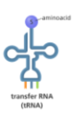 <p>what RNA molecule carries an amino acid into the catalytic site of a ribosome.</p><ul><li><p>it base pairsa to mRNA to ensure the selection of the correct amino acid for incoportation into a nascent polypeptide </p></li></ul><p></p>