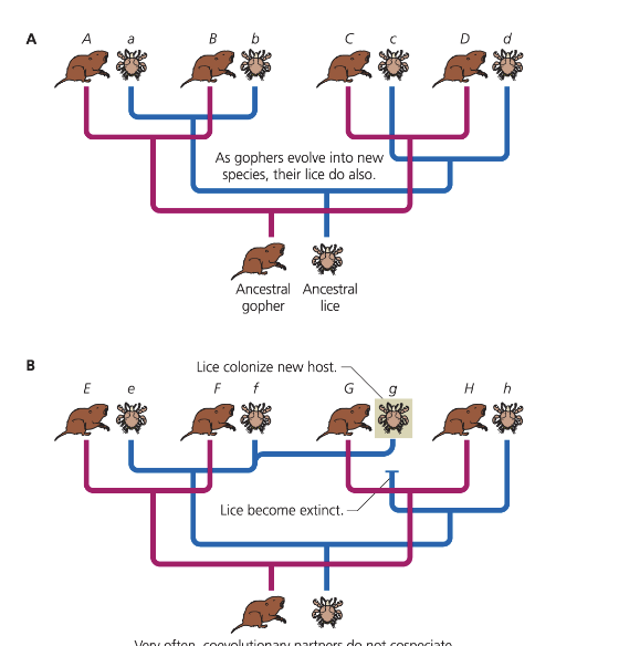 <p>Occurs when a population speciates in response to, and in concert with, another species.</p>