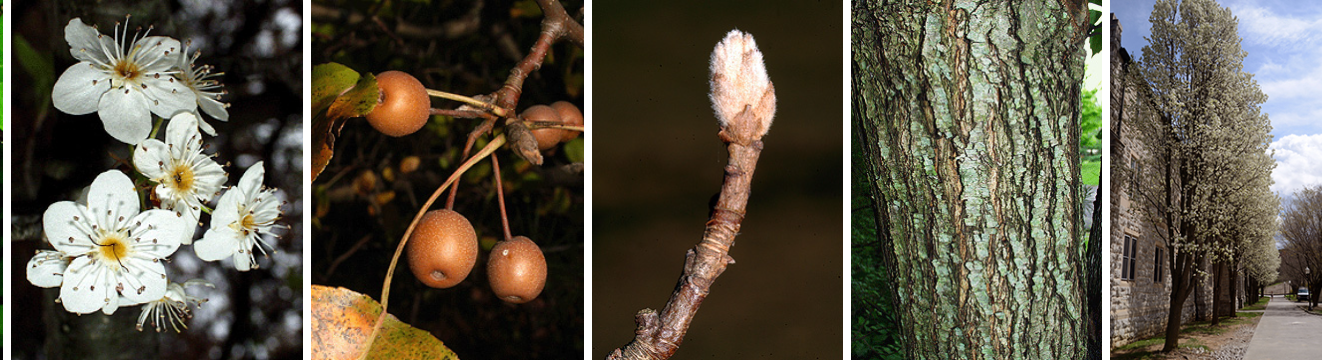 <p>fuzzy terminal buds, reddish brown fruit and twigs</p>