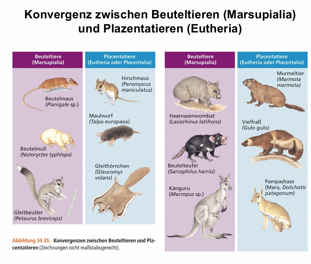 <ul><li><p>Känguru und Pampashase </p></li><li><p>Beutelteufel und Vielfraß</p></li><li><p>Beutelmaus und Hirschmaus</p></li></ul><p></p>