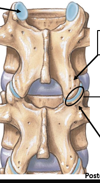 <p>Articular Processes</p>