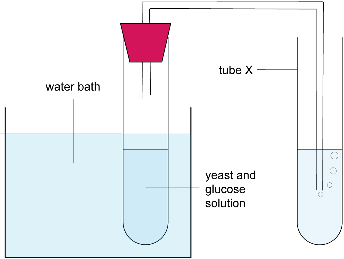 <ul><li><p>add yeast mixture to test tube (yeast, distilled water, sugar)</p></li><li><p>layer of oil for anaerobic conditions</p></li><li><p>connect bung and delivery tube to another test tube with water</p></li><li><p>water bath at certain temperature</p></li><li><p>count number of bubbles per minute</p></li><li><p>rate of co2 = bubbles / time in seconds</p></li><li><p>repeat with different water bath temperatures</p></li></ul><p></p>