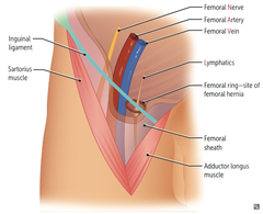 <p>FEMORAL NERVE </p><p>NOTE F' VAN </p><p>medial to artery is the vein </p><p>lymphatics >>> vein >>> artery >>> nerve</p>