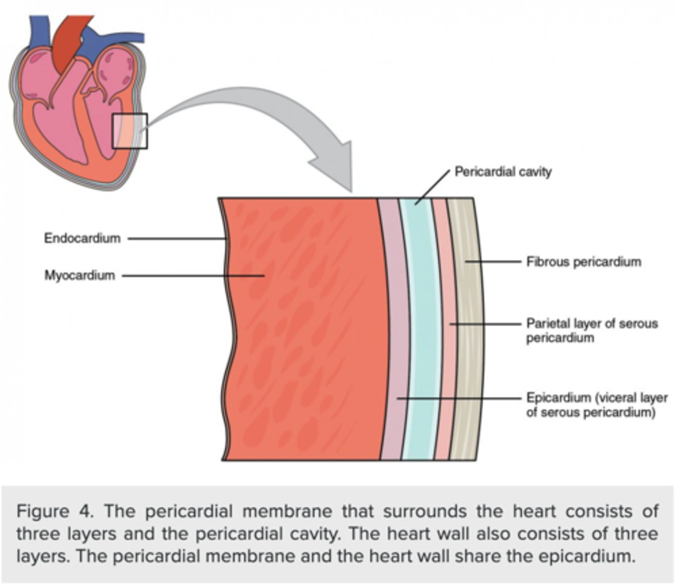<p>pericardium</p>