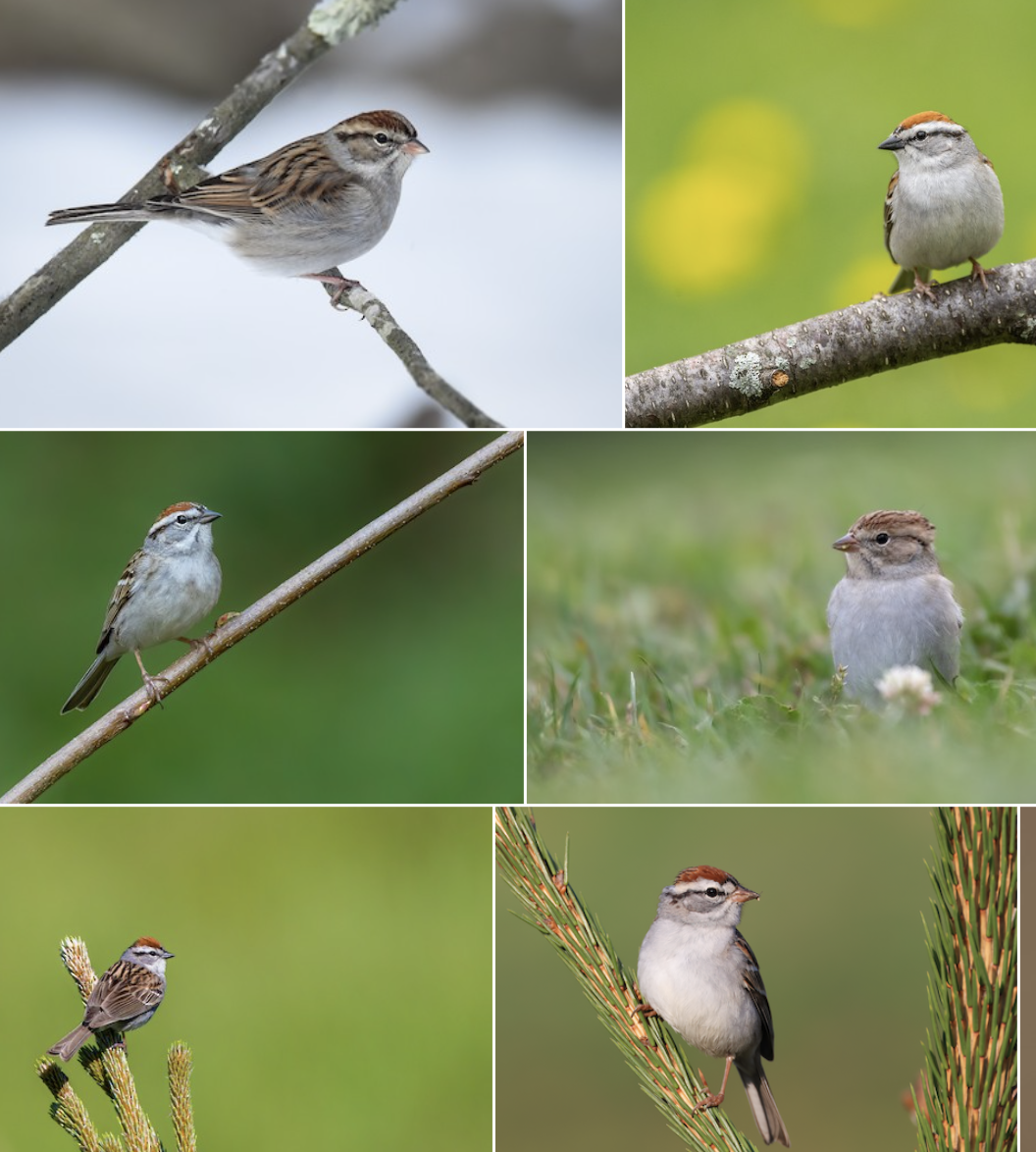<p>look at belly area to distinguish females from other spp. (belly area seems to be more same color not mottled in females)</p>