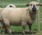 <p>welk type schaap is dit </p>
