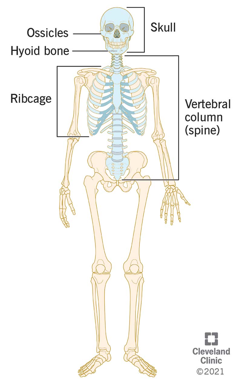 <p>(80 bones) central axis of body; skull, vertebral column, ribs, and sternum</p>