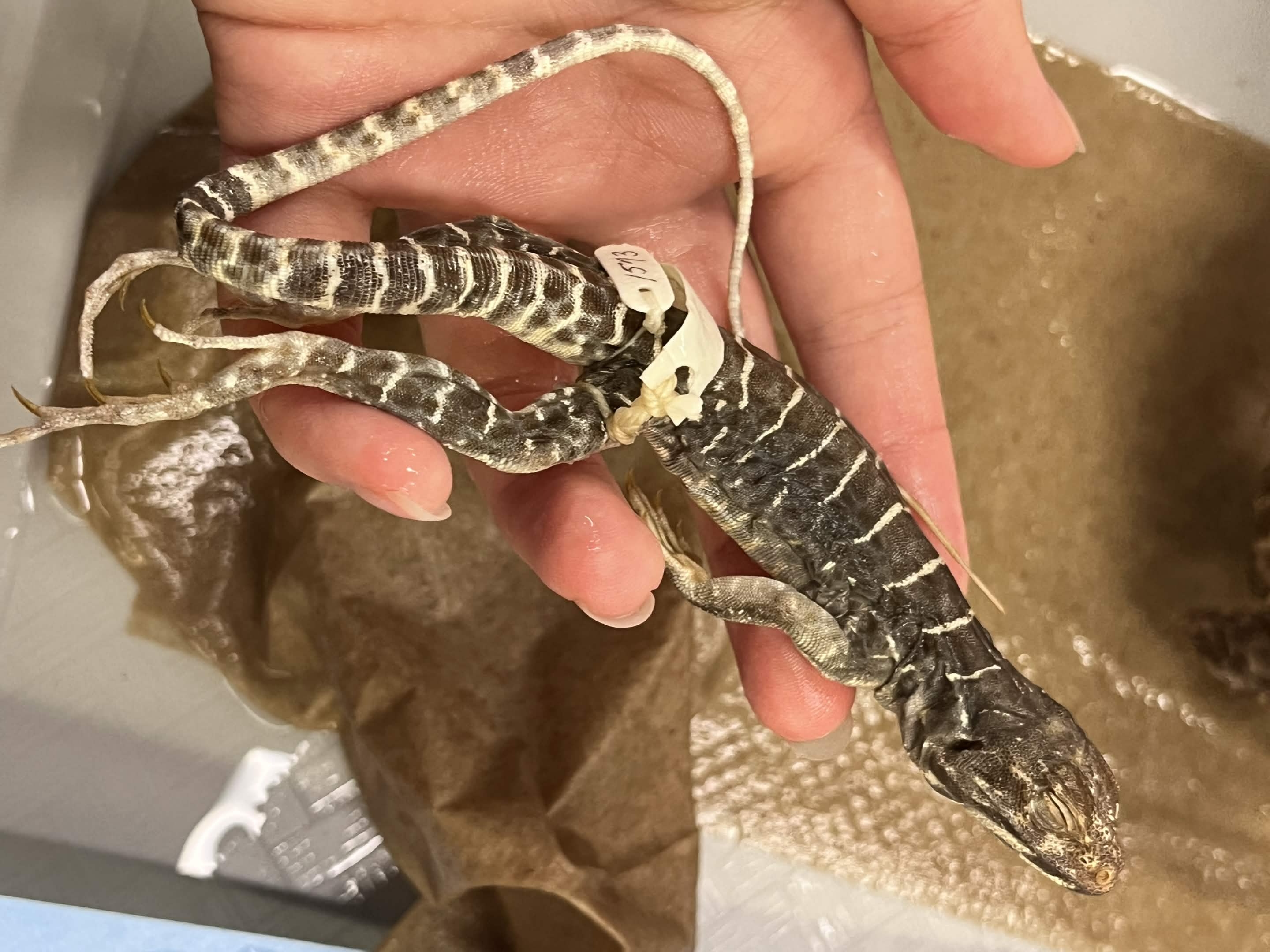 <p>Family + Species?</p><ul><li><p>Longer snout</p></li><li><p>Stripes on throat</p></li></ul><p></p>