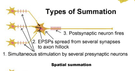 <p>several neurons firing all at once </p><p>many action potential from different neurons → summed up graded potential</p><p></p>
