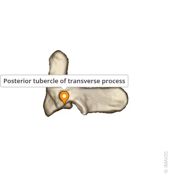 <p>What Sturcture within C1?</p>