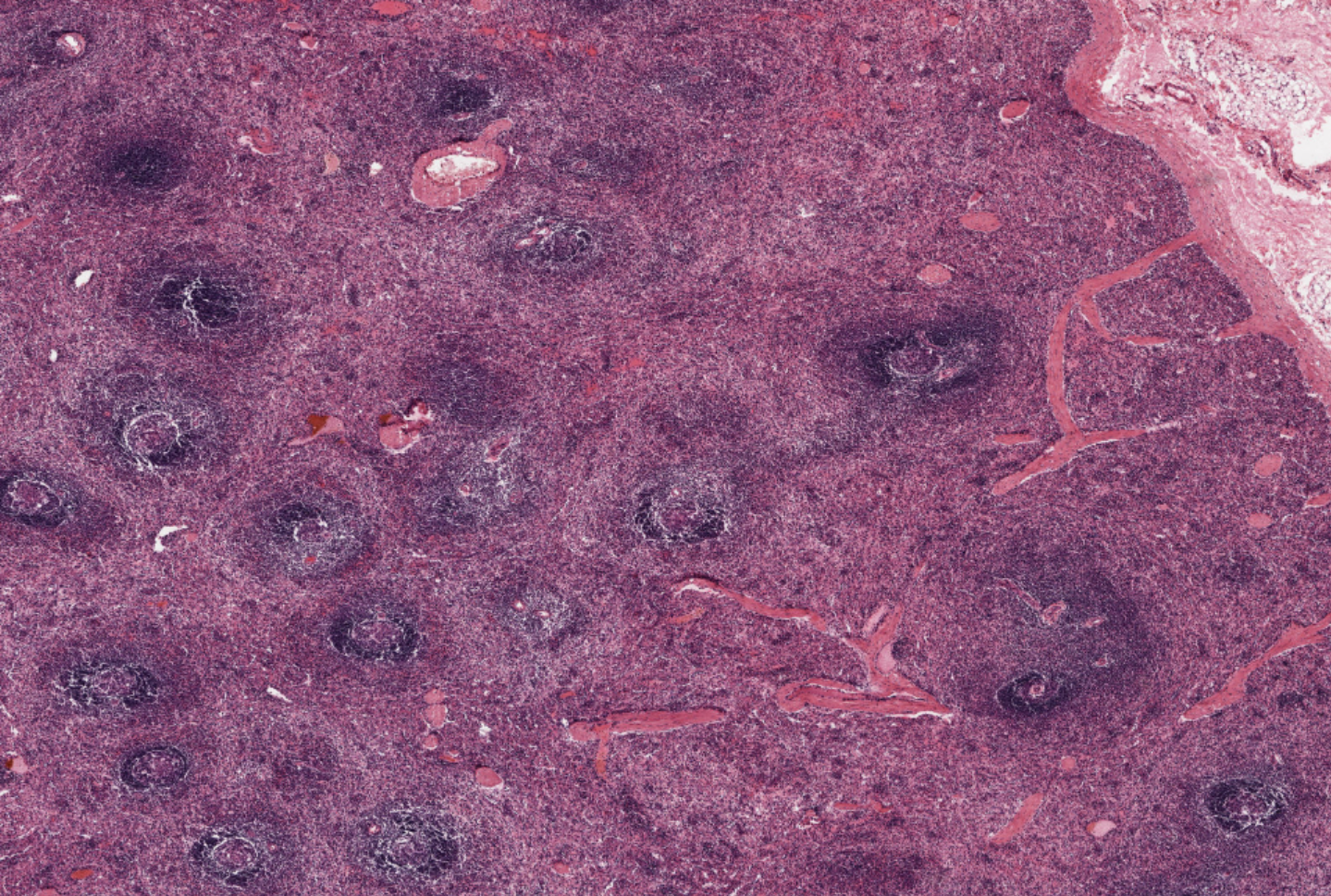 <p>What tissue is this</p>