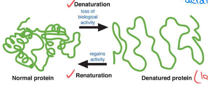 <p>When a denatured protein regains its shape and activity.</p>