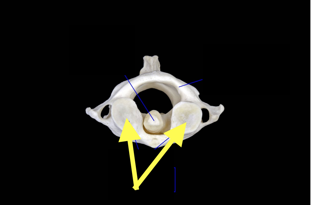 <p>Identify what the arrows are pointing at </p>