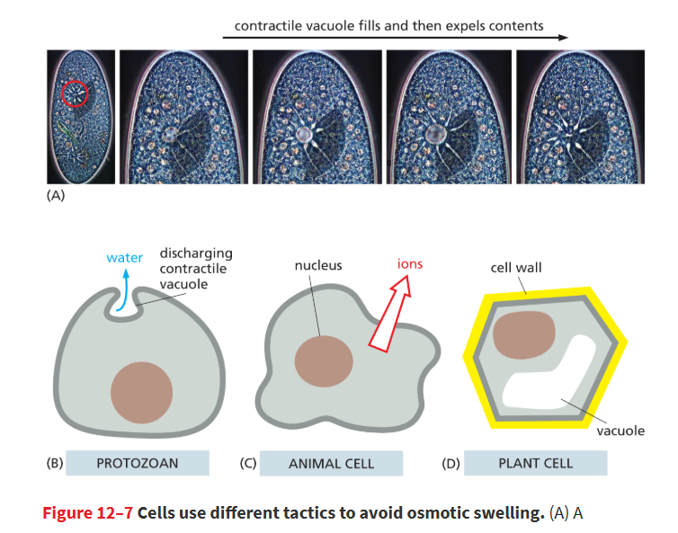 <p>force that builds as water flows into plant and yeast cells by osmosis</p><ul><li><p>drives the expansion of cells that underlie plant growth and maintains rigidity of plant stems and leaves.</p></li></ul><p></p>