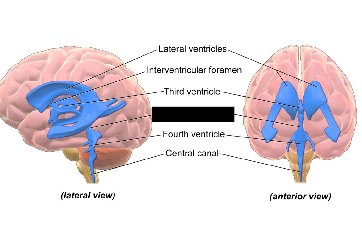 <p><span>connection of the ventricular system between the third and fourth ventricles located in the midbrain</span><br></p>