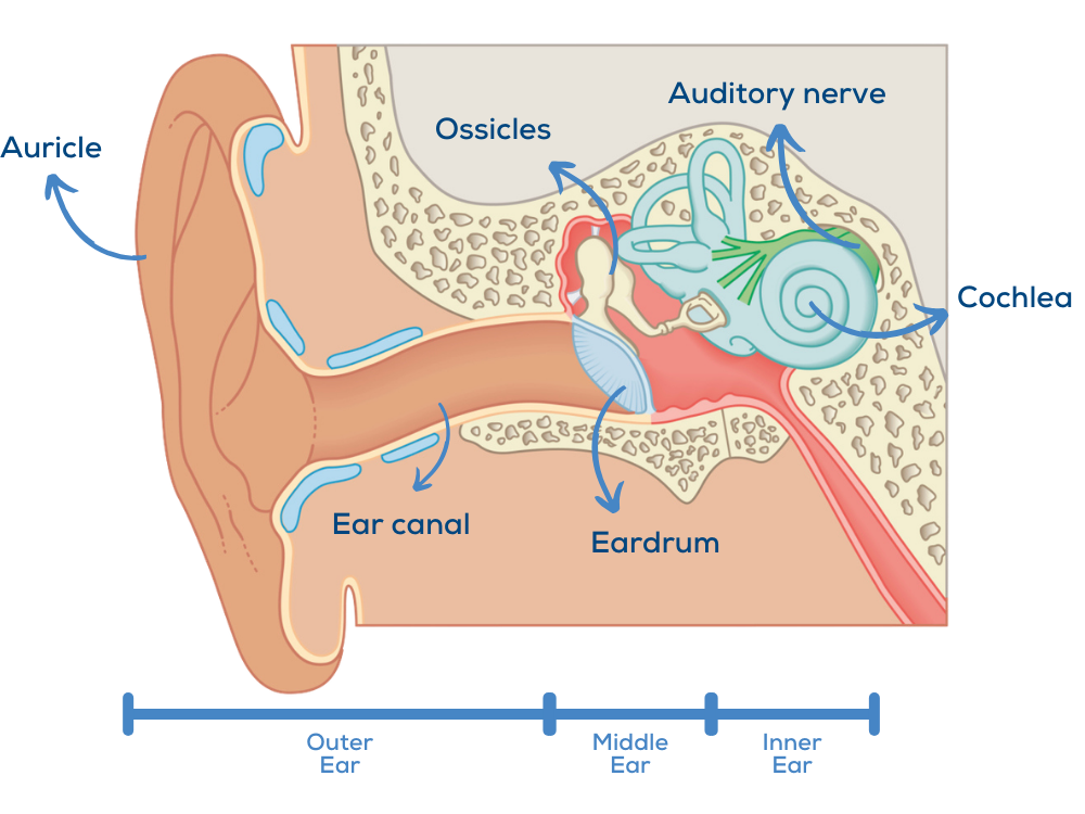 <p>Sound → auditory canal → eardrum → ossicles → cochlea → nerves → brain</p>