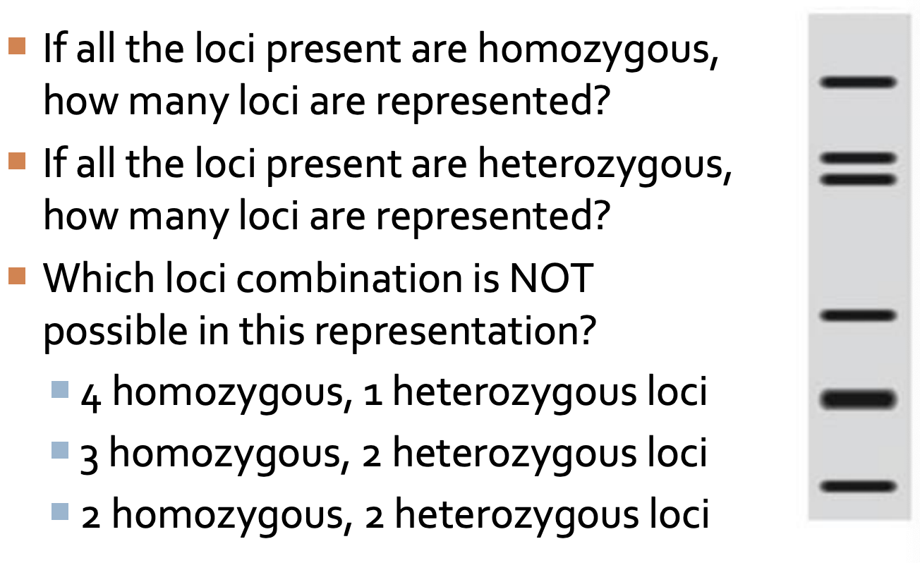 <p>Loci answer</p>