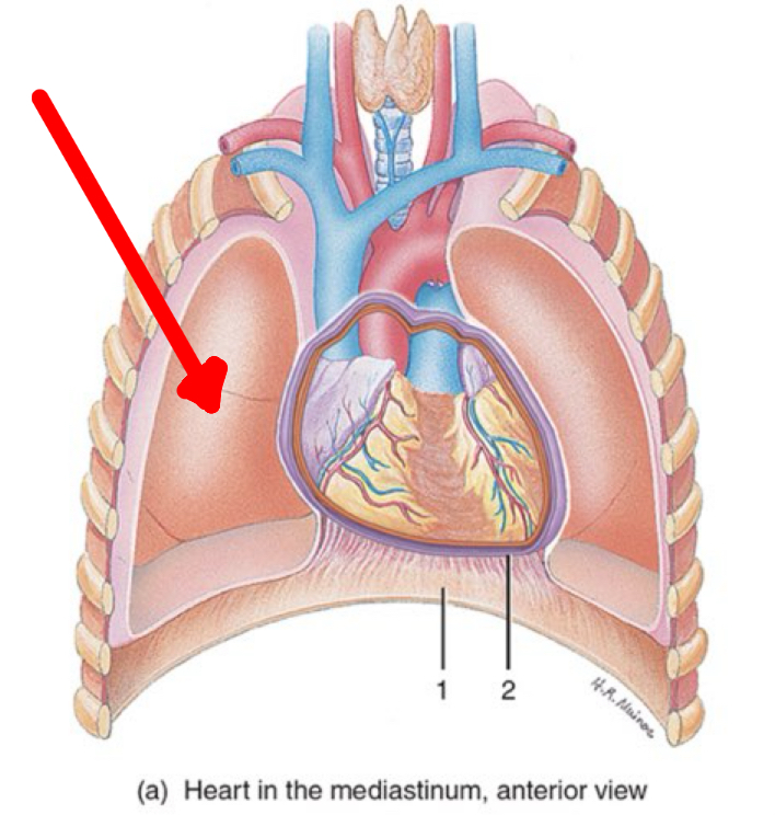 <p>Identify the organ the red arrow it pointing to.</p>