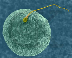 <p>The joining of sperm and egg cells to form a zygote.</p>
