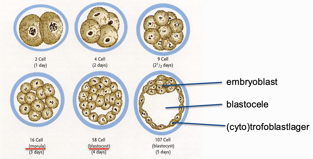 <p>Dag 1: ägget är befruktat och består av två celler (modercell och dottercell) och befinner sig i äggledaren.</p><p>dag 2: varje cell delar sig → 4 celler (kropspsvolym har ökat med 100%).</p><p>dag 3: morula har bildats innehållande 16 identiska celler. morulan lämnar även äggledaren och fster sig i livmodersväggen.</p><p>dag 4: morula blir blastocyst där celldifferentiering långsamt börjar (cellerna är inte längre identiska) och en spricka/hålrum i blastocysten börjar bildas. </p><p>dag 5: Sprickan i blastocyten (en blastocele) blir större. runt blastocelen bildas ett lager av trofoblaster (perifert ring) och celler som lägger sig i ena hörnet av ringen och omges av trofoblaster (embryoblaster).</p>
