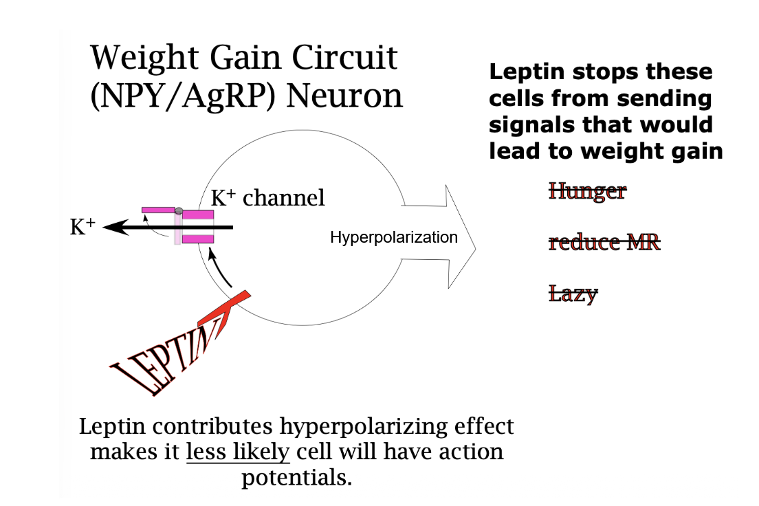 <p>Wait Gain Circuit (NPY/AgRP) Neuron</p><p></p><p>A <em>lack </em>of action potentials caused by hyperpolarization means that <em>less </em>signals will be sent to target cells, leading to…</p><p>↑ Eating, ↓ Activity, and ↓ MR —> ↑ Fat</p>