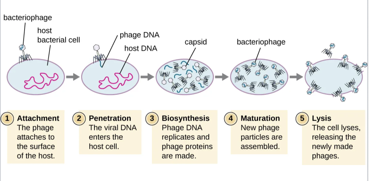 Lytic Cycle: Phage causes lysis and death of host cell