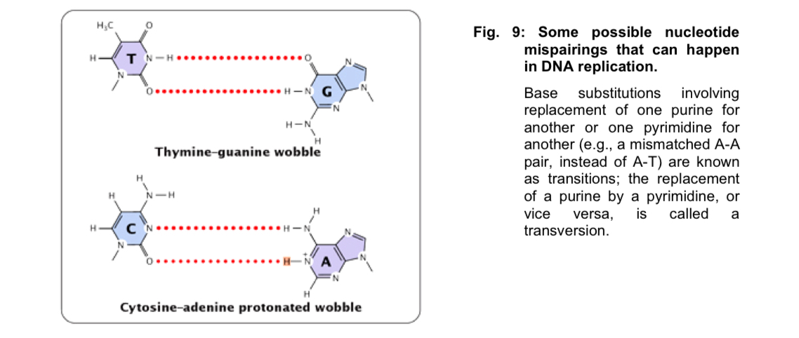 <ul><li><p>mutagenesis: production of mutations </p></li><li><p>2 groups of causes </p></li></ul><ol><li><p><mark data-color="red" style="background-color: red; color: inherit;">Spontaneous mutations </mark></p></li></ol><ul><li><p>mutations that occur naturally - without the use of chemical or physical mutagenic agents </p></li><li><p>result of errors that occur during DNA replication, recombination or repair (can lead to both gene and chromosomal mutations) </p></li><li><p><strong>DNA replication and repair </strong></p><ul><li><p>mistakes: although DNA replicates with high fidelity, DNA polymerase sometimes inserts the <u>wrong nucleotide/too many/too few nucleotides</u> into DNA sequence </p></li><li><p>DNA polymerase make mistakes at a rate of about 1 in every 100 000 nucleotides (~120 000 mistakes every time a cell divides with 6 billion bp in each human diploid cell) </p></li><li><p>attempts at correction: <strong>proofreading</strong>, where some of the mistakes are corrected immediately; some are corrected after replication during <strong>mismatch repair </strong></p></li><li><p>during proofreading, DNA polymerase enzymes recognise mistakes and replace the incorrectly inserted nucleotide so that replication can continue </p></li><li><p>after replication, mismatch repair reduces the final error rate even further </p></li></ul></li></ul><p>—> incorrectly paired nucleotides cause deformities in the secondary structure of the final DNA molecule - during mismatch repair, enzymes recognise and fix these deformities by removing the incorrectly paired nucleotide and replacing it with the correct nucleotide </p><ul><li><p>some replication errors <u>fail to be recognised by the repair enzymes</u> = these altered nucleotide sequences can be <u>passed down from one cellular generation </u>to the <u>next</u> </p></li><li><p>if they occur in cells that give rise to gametes, can be transmitted to subsequent generations of the organism </p></li></ul><p></p><ol start="2"><li><p><mark data-color="purple" style="background-color: purple; color: inherit;">DNA slippage </mark></p></li></ol><ul><li><p>daughter or parental DNA strand <u>slips</u> during DNA replication followed by <u>folding back of the strand </u></p></li><li><p><u>mispairing</u> between the daughter DNA strand and the parental template strand </p></li><li><p>causes parts of the DNA which are <u>folded back to be copied more than once </u></p></li><li><p>if this duplicated DNA segment corresponds to a gene, it will result in <u>gene duplication </u></p></li></ul><p></p><ol start="3"><li><p><mark data-color="green" style="background-color: green; color: inherit;">Induced mutations </mark></p></li></ol><ul><li><p>result of deliberate application of mutagens - chemical or physical agents - that result in increased mutation rates </p></li></ul><p></p>