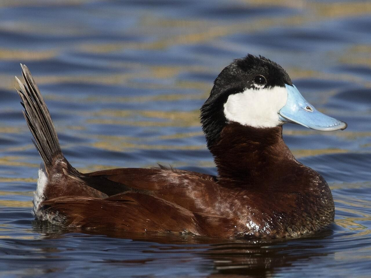 <p>Ruddy duck </p>