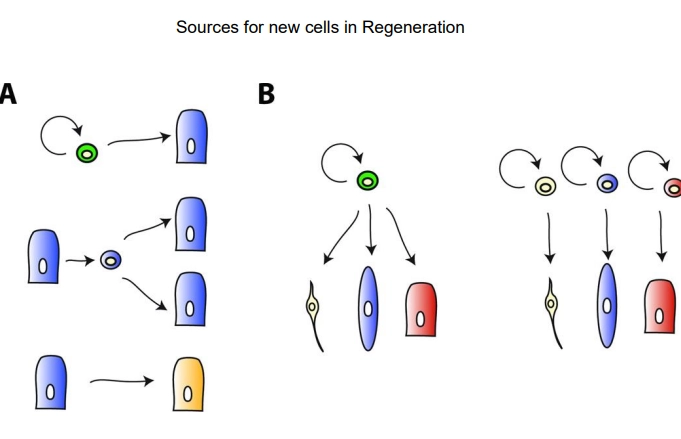 <p>mitosis of stem cells, dependent on the phyla/species, this may be at different levels of:</p><p></p><p>specialisation of the initial cell:</p><ul><li><p>adult, <strong>undifferentiated </strong>cells are always self-renewing and can produce <strong>any </strong>cell type- in invertebrates/non-bilaterians these may be able to migrate from a different region to the wound site</p></li></ul><ul><li><p><strong>specialised </strong>cells can undifferentiate, proliferate and redifferentiate to make more of <strong>themselves</strong></p></li><li><p><strong>specialised </strong>cells can undifferentiate, proliferate and <strong>trans-differentiate</strong> into a <strong>different </strong>cell type</p></li></ul><p></p><p>levels of potency of the initial cell:</p><ul><li><p><strong>multipotent/pluripotent</strong> adult stem cell produces many cell types</p></li><li><p><strong>oligopotent/unipotent,</strong> lineage-specific, <strong>committed </strong>stem cells produce one cell type or a few within a tissue</p></li></ul><p></p>