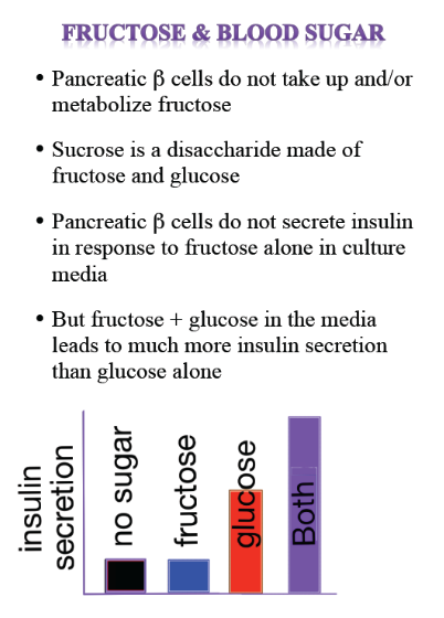 <p>The odd case of fructose response in animals:</p><ul><li><p><strong>Pancreatic beta cells do NOT take up/metabolise fructose.</strong></p></li></ul><ul><li><p>Sucrose is a disaccharide made of glucose and fructose monomers. It’s the most abundant dietary sugar (think plants!).</p></li><li><p>Pancreatic beta cells do not secrete insulin when fructose is used at low or high levels in culture media.</p></li><li><p>Glucose + fructose increases insulin levels more than glucose alone. </p></li></ul><p></p>