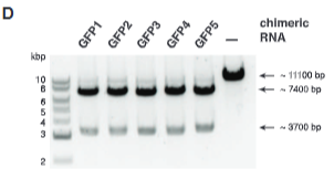 <p>explain fig 5D jinik</p>