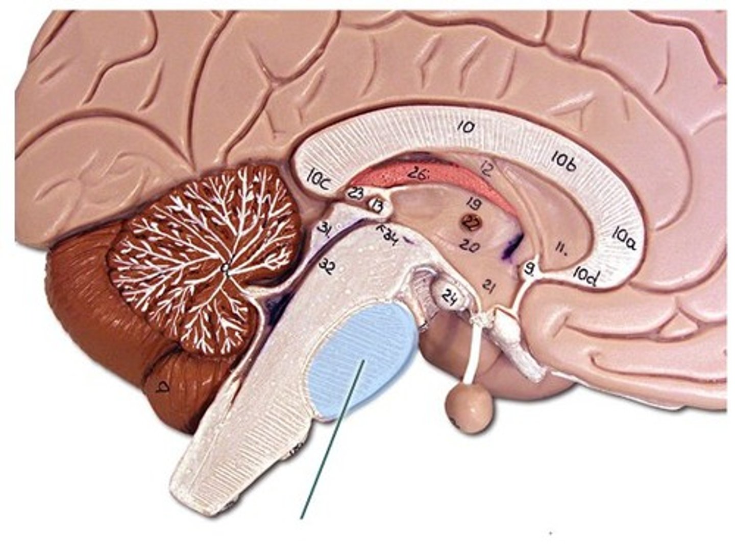 <p>Part of the brainstem linking the medulla and thalamus, involved in sleep and arousal.</p>