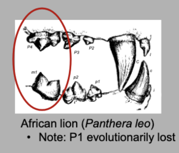 <p>A particular pair of secodont teeth, the ________ pair, consists of the last upper premolar and the first lower premolar.</p>