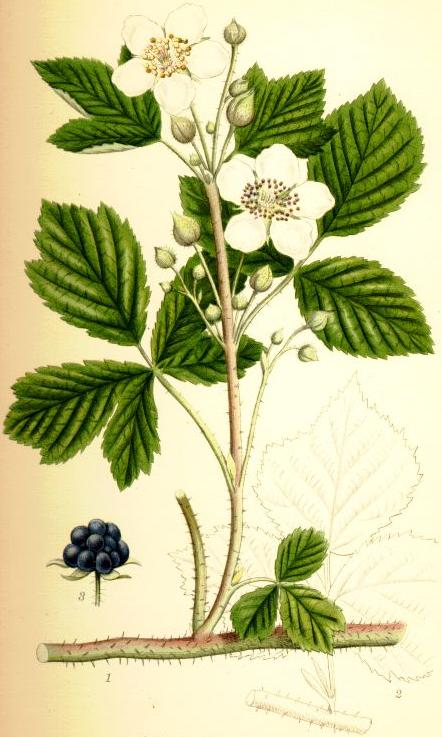 <p>Blåhallon  (Rosaceae)(KÄNN IGEN PÅ BLAD)  (Blad ljusgröna på undersida)(Små men rätt hårda taggar på stam)</p>