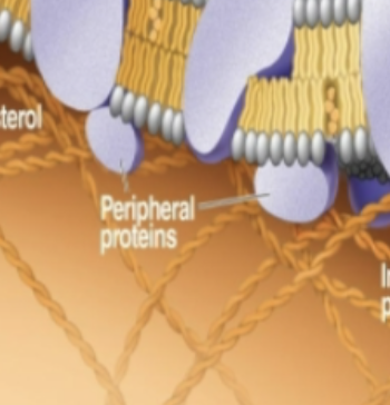 <p>peripheral protein </p>