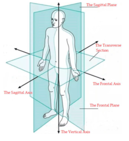 <p><strong>Main axes of the body</strong> </p><ul><li><p><strong>Sagittal axis</strong></p><ul><li><p>Runs <strong>front to back</strong></p></li><li><p>Perpendicular to frontal plane</p></li><li><p>Mainly involved in <strong>abduction/adduction movements</strong></p></li></ul></li><li><p><strong>Transverse axis</strong></p><ul><li><p>Runs <strong>left to right</strong></p></li><li><p>Perpendicular to sagittal plane</p></li><li><p>Mainly involved in <strong>flexion/extension movements</strong></p></li></ul></li><li><p><strong>Longitudinal (vertical) axis</strong></p><ul><li><p>Runs <strong>top to bottom</strong></p></li><li><p>Perpendicular to transverse plane</p></li><li><p>Mainly involved in <strong>rotation movements</strong></p></li></ul></li></ul><p> <strong>Main anatomical planes</strong> </p><ul><li><p><strong>Median (mid-sagittal) plane</strong></p><ul><li><p>Divides body into <strong>equal left and right halves</strong></p></li></ul></li><li><p><strong>Sagittal plane</strong></p><ul><li><p>Any plane <strong>parallel to median plane</strong></p></li><li><p>Divides body into <strong>left and right portions</strong></p></li></ul></li><li><p><strong>Frontal (coronal) plane</strong></p><ul><li><p>Divides body into <strong>anterior (front) and posterior (back)</strong> sections</p></li></ul></li><li><p><strong>Transverse (horizontal/axial) plane</strong></p><ul><li><p>Divides body into <strong>upper and lower parts</strong></p></li></ul></li></ul><p></p><p>Key idea: </p><p><strong>Movement happens in a plane and rotates around a perpendicular axis.</strong></p><p></p>