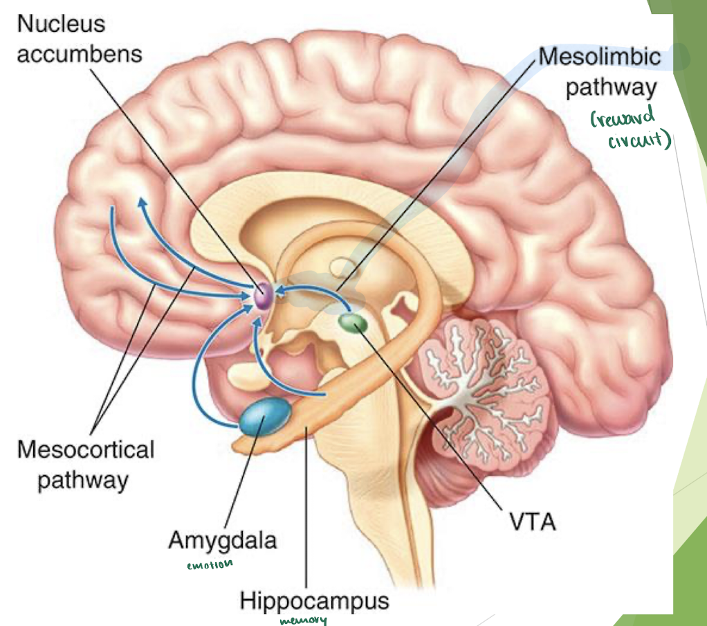 <p><u>2 theories of addiction:</u></p><ol><li><p>they like the reward </p></li><li><p>to avoid withdrawal symptoms</p></li></ol><p>→ neither explain it fully</p><p></p><p>Reward = positive effect and object/condition has on user</p><p></p><p><u>Mesolimbic Pathway = reward circuit </u></p><p>2 parts: </p><ol><li><p> <strong>ventral tegmental area (VTA</strong>) = sends dopamine to nucleus accumbens → feel happy</p></li></ol><ul><li><p>ALL addictive drugs increase the dopamine sent</p></li></ul><ol start="2"><li><p><strong>nucleus accumbens</strong></p></li></ol><ul><li><p>stops activating</p></li><li><p>sends &amp; receives info from frontal lobe</p></li></ul><p></p>