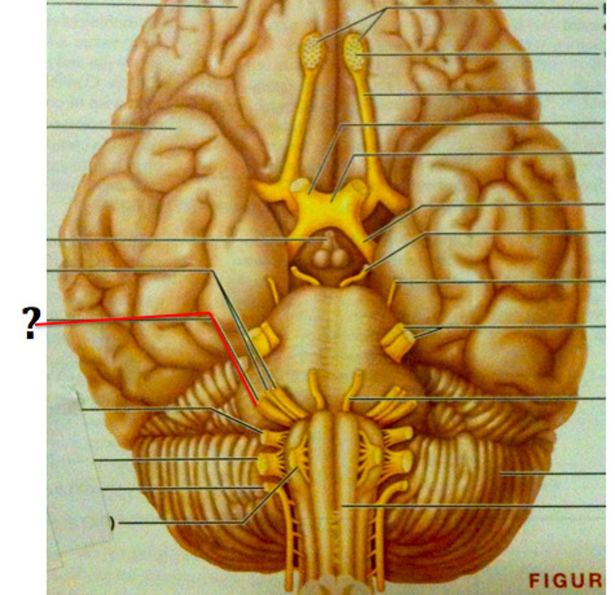 <p>VIII.</p>