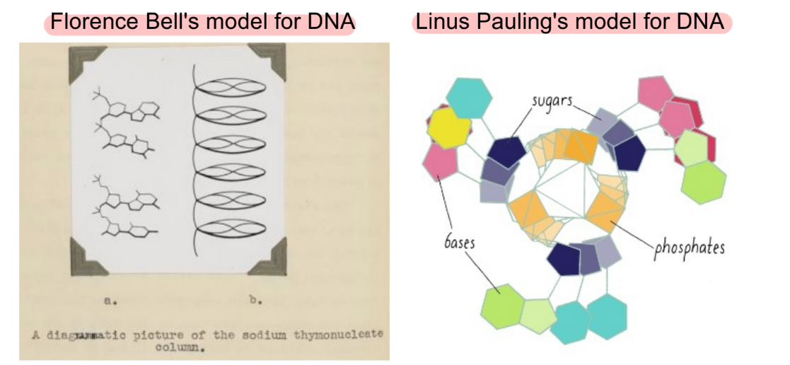 <p>Bell — stacked nucleotides</p><p>Pauling — triple helix</p><ul><li><p>wrong about:</p><ul><li><p>3 strands of DNA in the helix (triple helix) — should be double-helix</p></li><li><p>bases being outside the helix — should have bases from opp. strands pair w/ e/o in the center of the helix</p></li></ul></li></ul><p>__</p><ul><li><p><u>2 strands</u> of DNA (<u>double-helix</u>)</p></li><li><p><u>base pairs</u>, where nucleotide bases on opposite strands form <u>hydrogen bonds</u></p></li><li><p>the 2 <u>strands are anti-parallel</u> to e/o <span style="color: rgb(158, 154, 154);">(5’→3’, 3’→5’ which refer to the C in the sugar ring)</span></p></li></ul><p>DNA moves from 5’ → 3’ end</p>