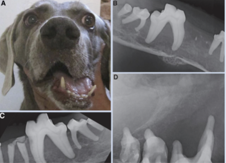<p>What disease is caused by a low phosphorous or low calcium:phosphorous ratio, and can be caused by functional adenoma, chronic renal insufficiency or nutritional deficiency, or as a result of diets with low calcium to phosphorous ratio such as all meat?</p>
