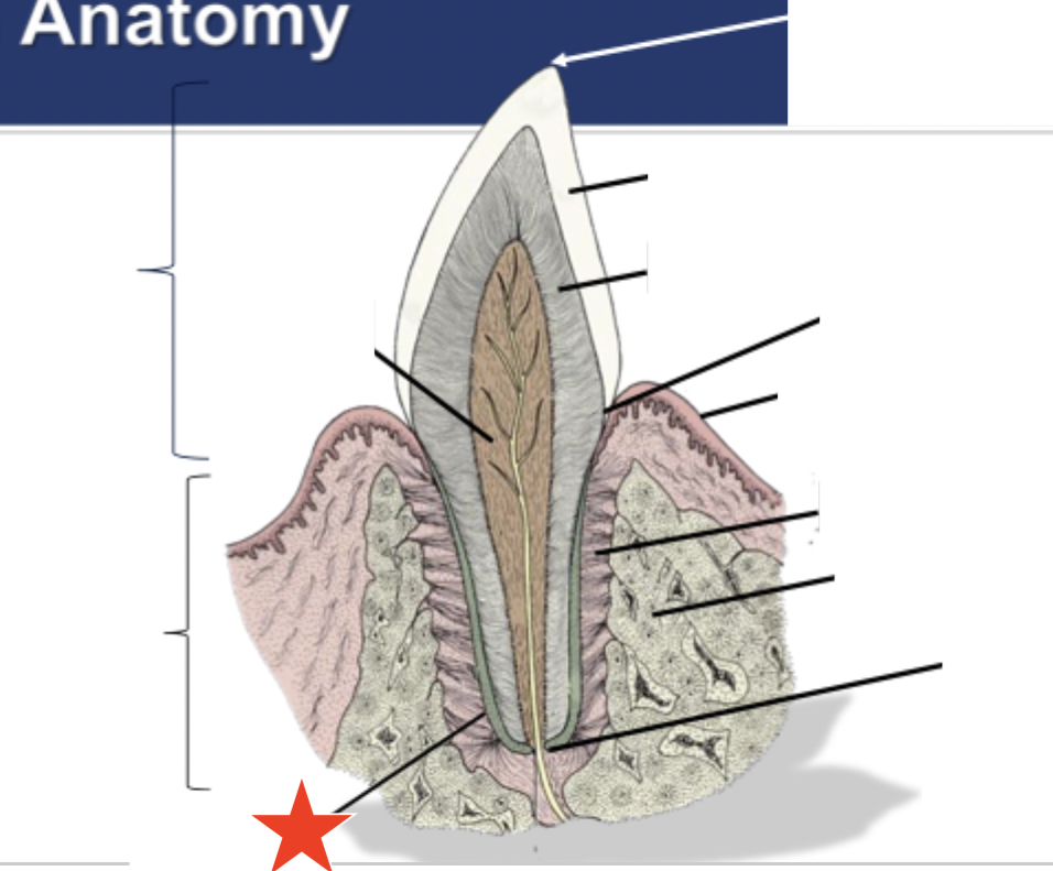 <p>What part of the tooth is indicated by the star?</p>